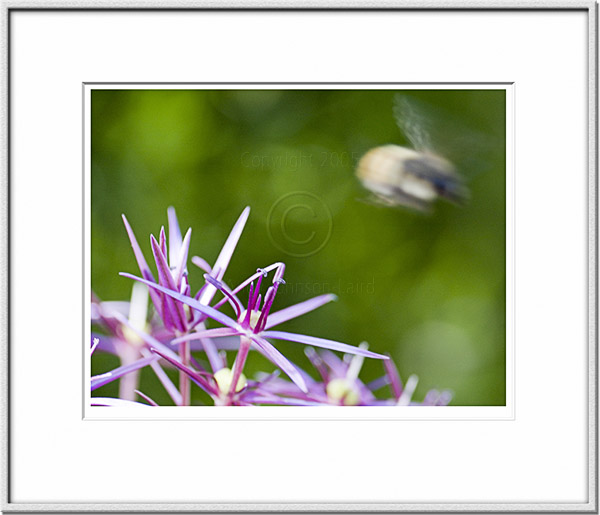 Image ID: 100-229-6 : Pollination Imminent 